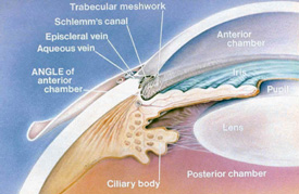 What Causes Glaucoma